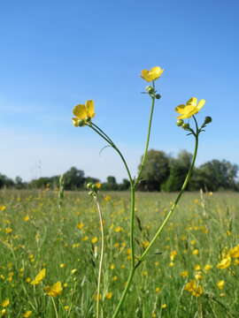 Image of common buttercup