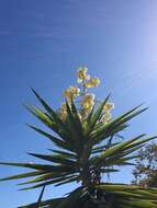 Plancia ëd Yucca gigantea Lem.