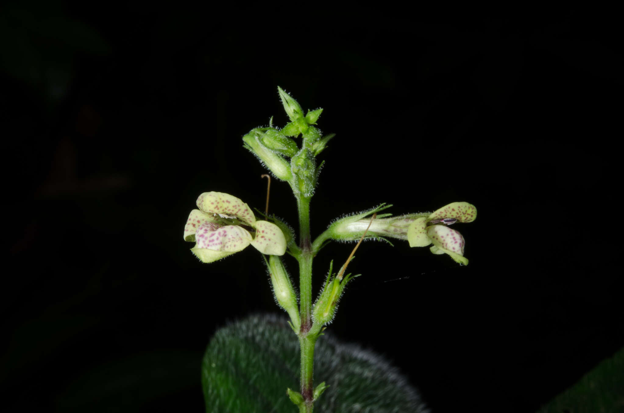 Image of Asystasia leptostachya Lindau