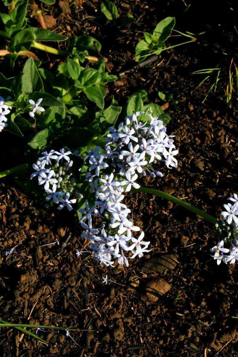 Image of Pentanisia prunelloides subsp. prunelloides