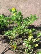 Image of disc mayweed