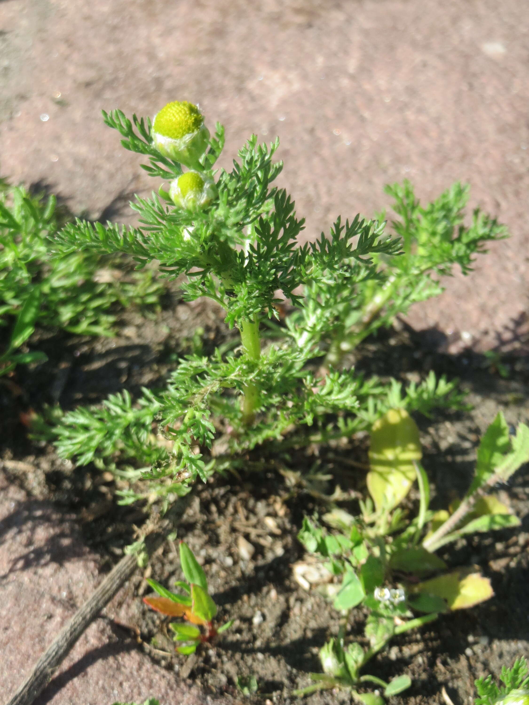 Image of disc mayweed