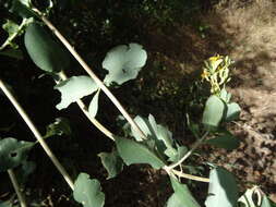 Image of chaparral honeysuckle