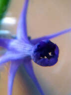 Image of Purple Toadflax