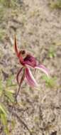 Image of Caladenia strigosa (D. L. Jones) R. J. Bates