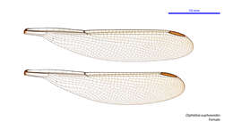 Image of Diphlebia euphoeoides Tillyard 1907