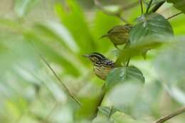 Image of Yellow-breasted Warbling Antbird