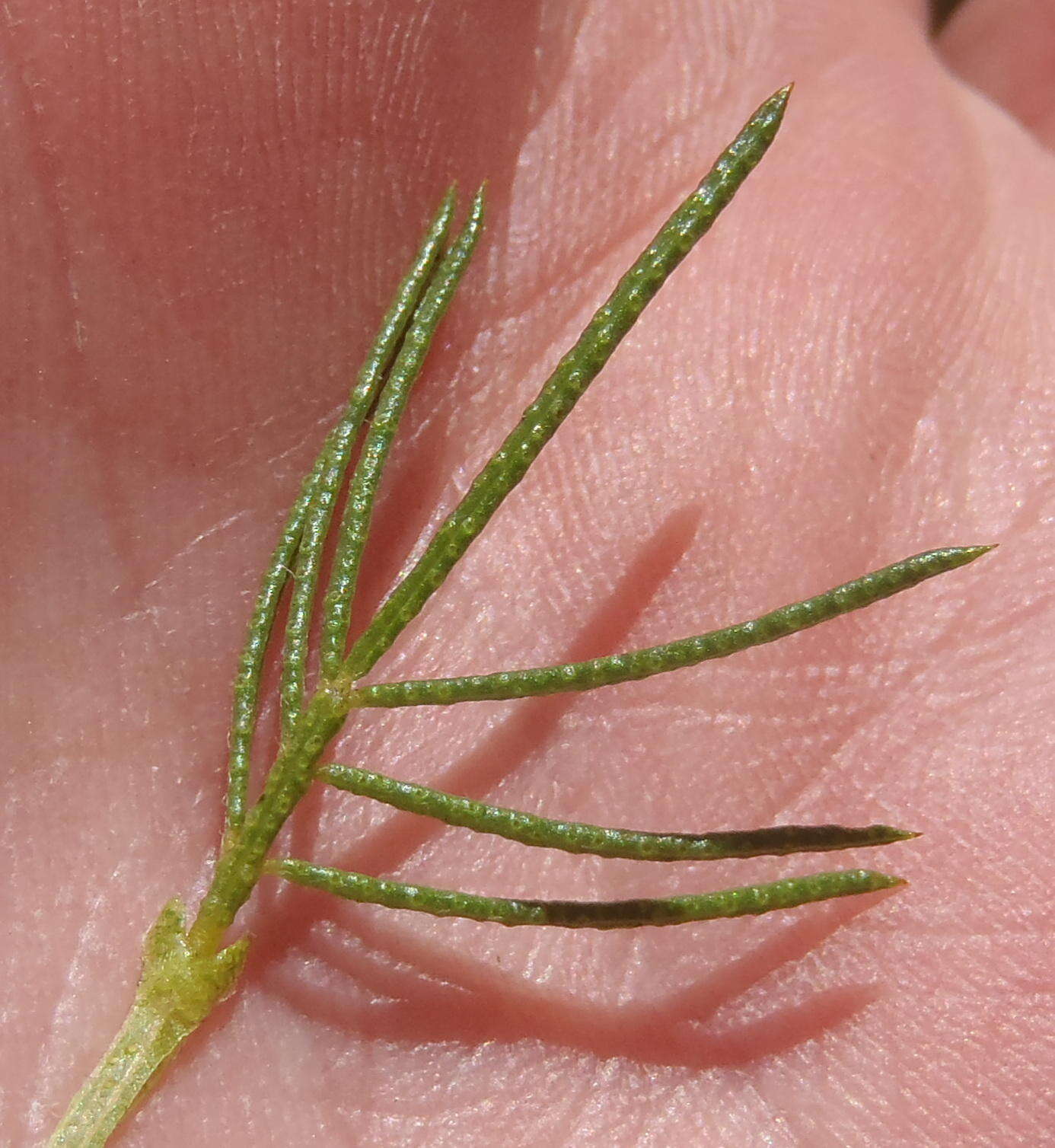 Image of Psoralea kougaensis