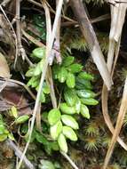 Image of Luzuriaga polyphylla (Hook. fil.) J. F. Macbr.