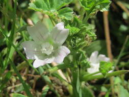 Image of common mallow