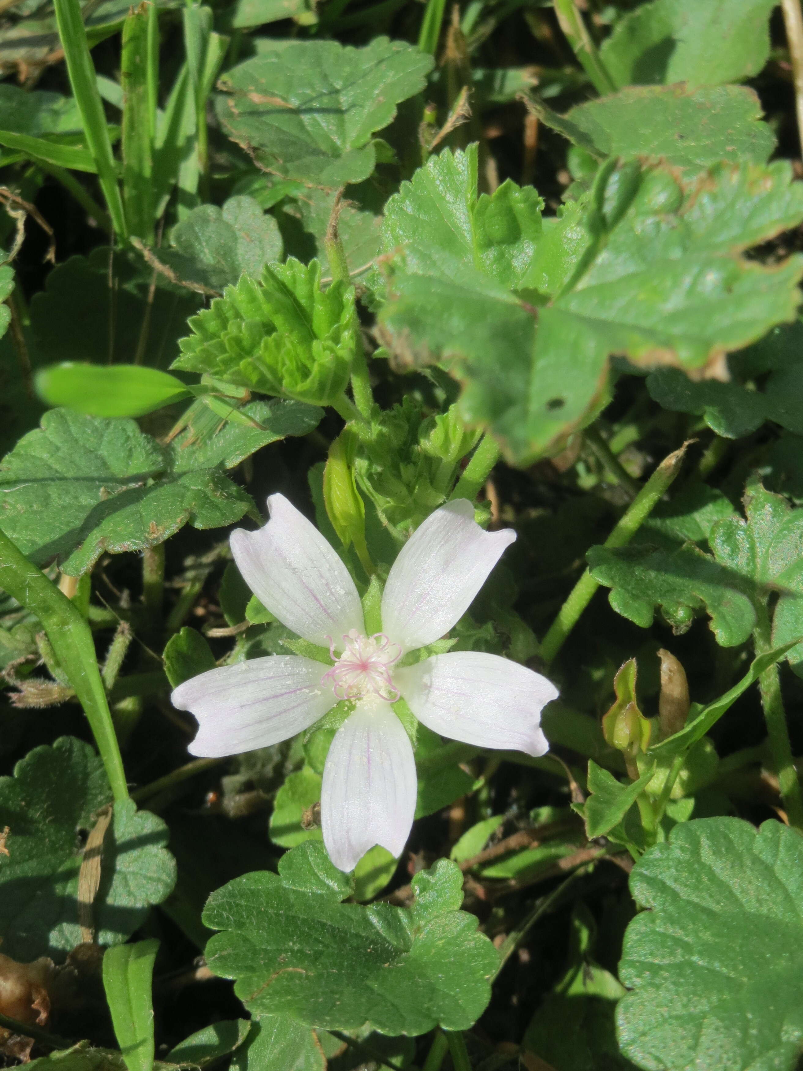 Image of common mallow