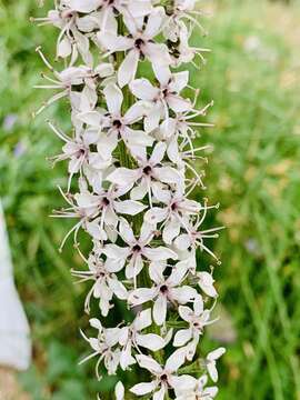 Lysimachia ephemerum L. resmi