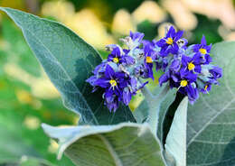 Image of earleaf nightshade