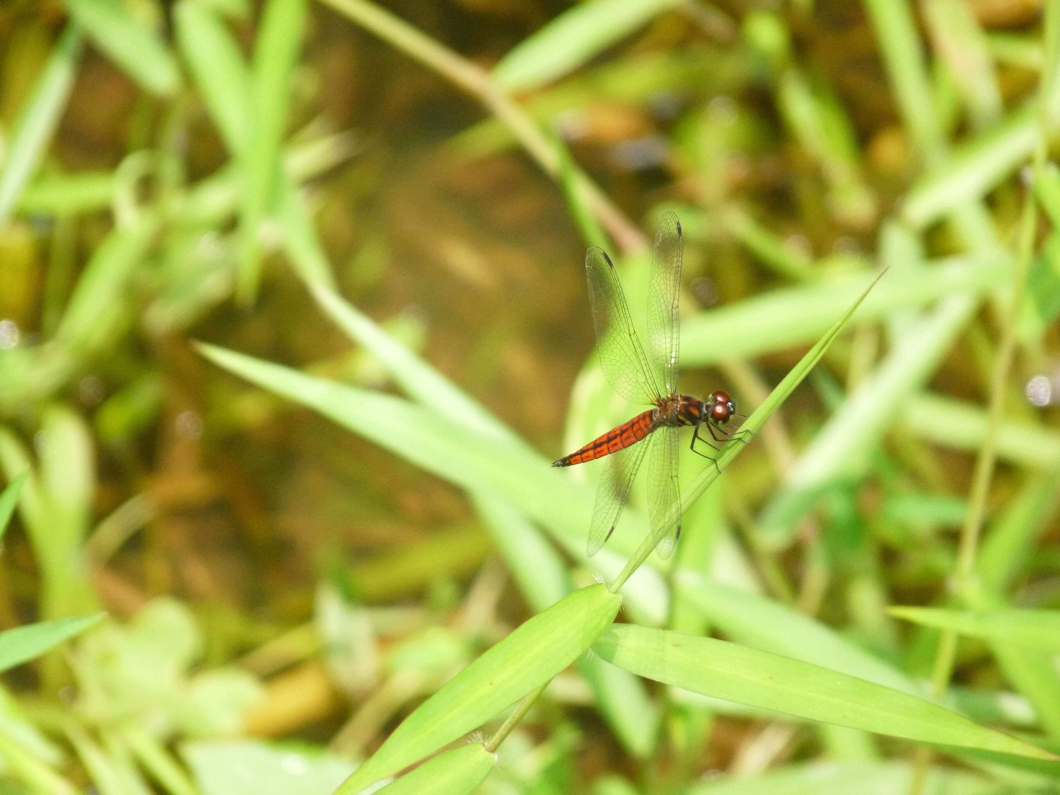 Image of little bloodtail