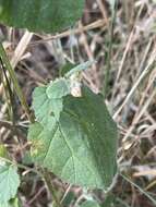 Image of Hermannia floribunda Harv.