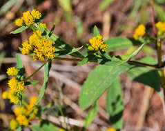 Image of coastal plain yellowtops