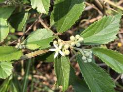 Image of Grewia rhombifolia Kaneh. & Sasaki