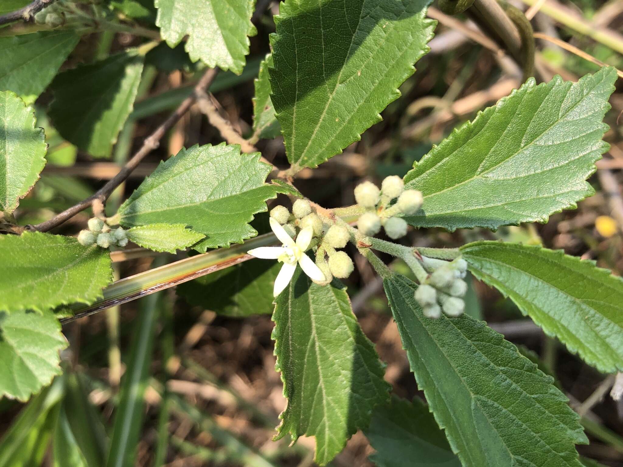 Image of Grewia rhombifolia Kaneh. & Sasaki