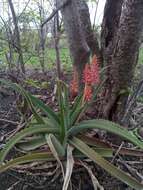 Aloe ambrensis J.-B. Castillon resmi