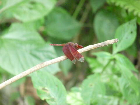 Image of Black Stream Glider