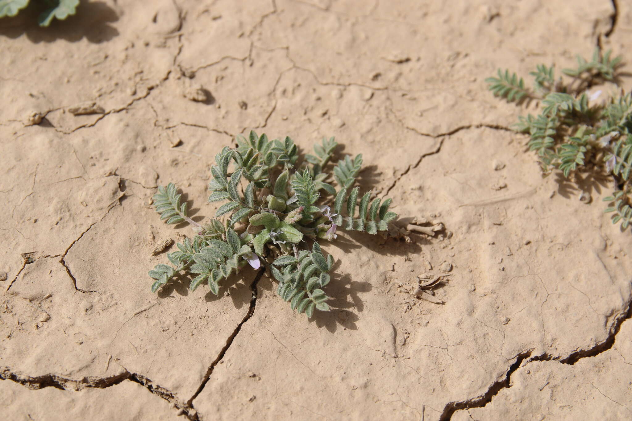 Imagem de Astragalus tribuloides Delile