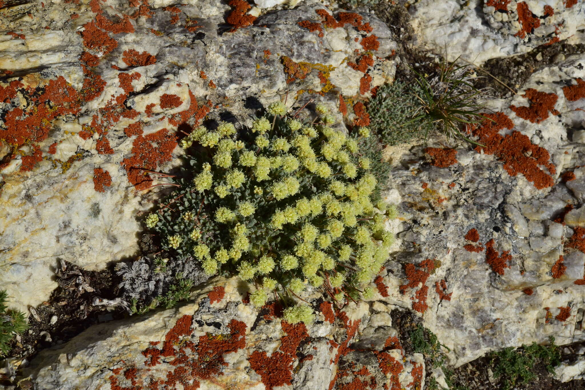 Image of Ruby Mountain buckwheat