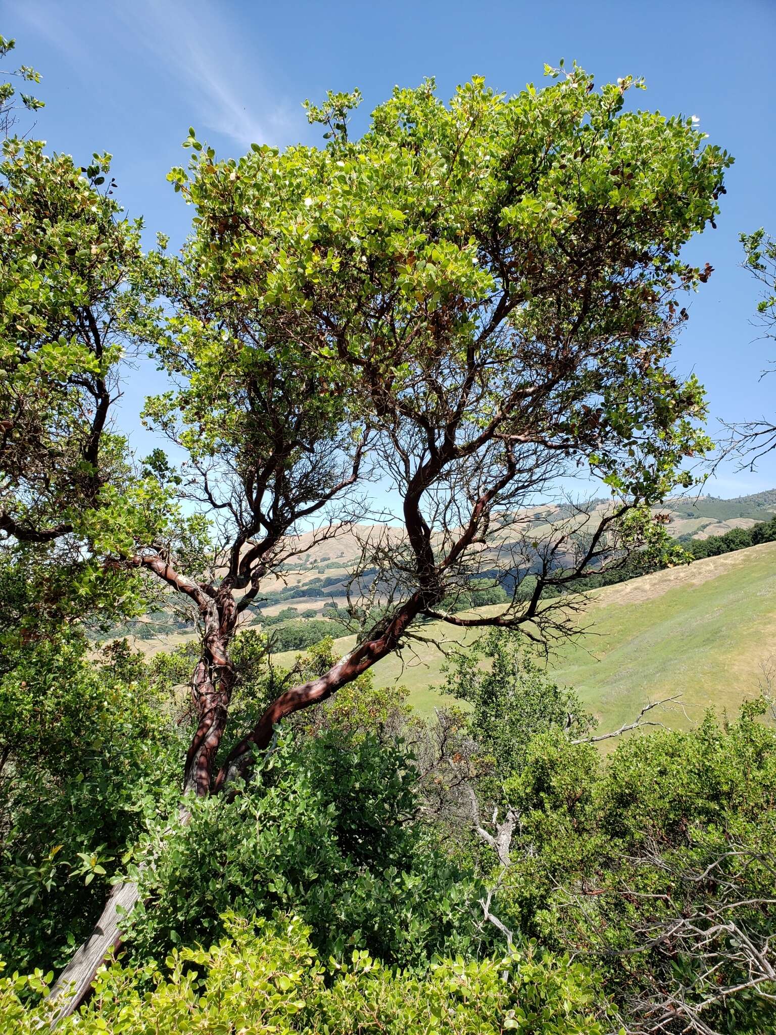 Sivun Arctostaphylos manzanita subsp. laevigata (Eastw.) Munz kuva