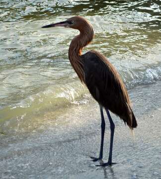 Image of Reddish Egret