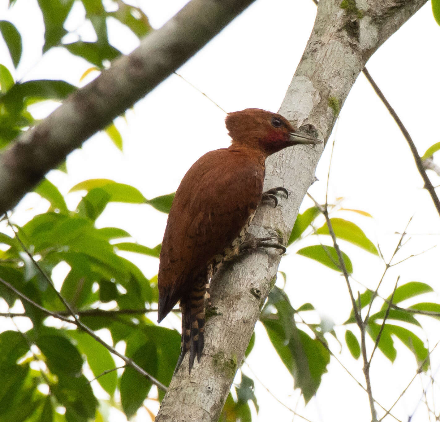 Image of Cinnamon Woodpecker