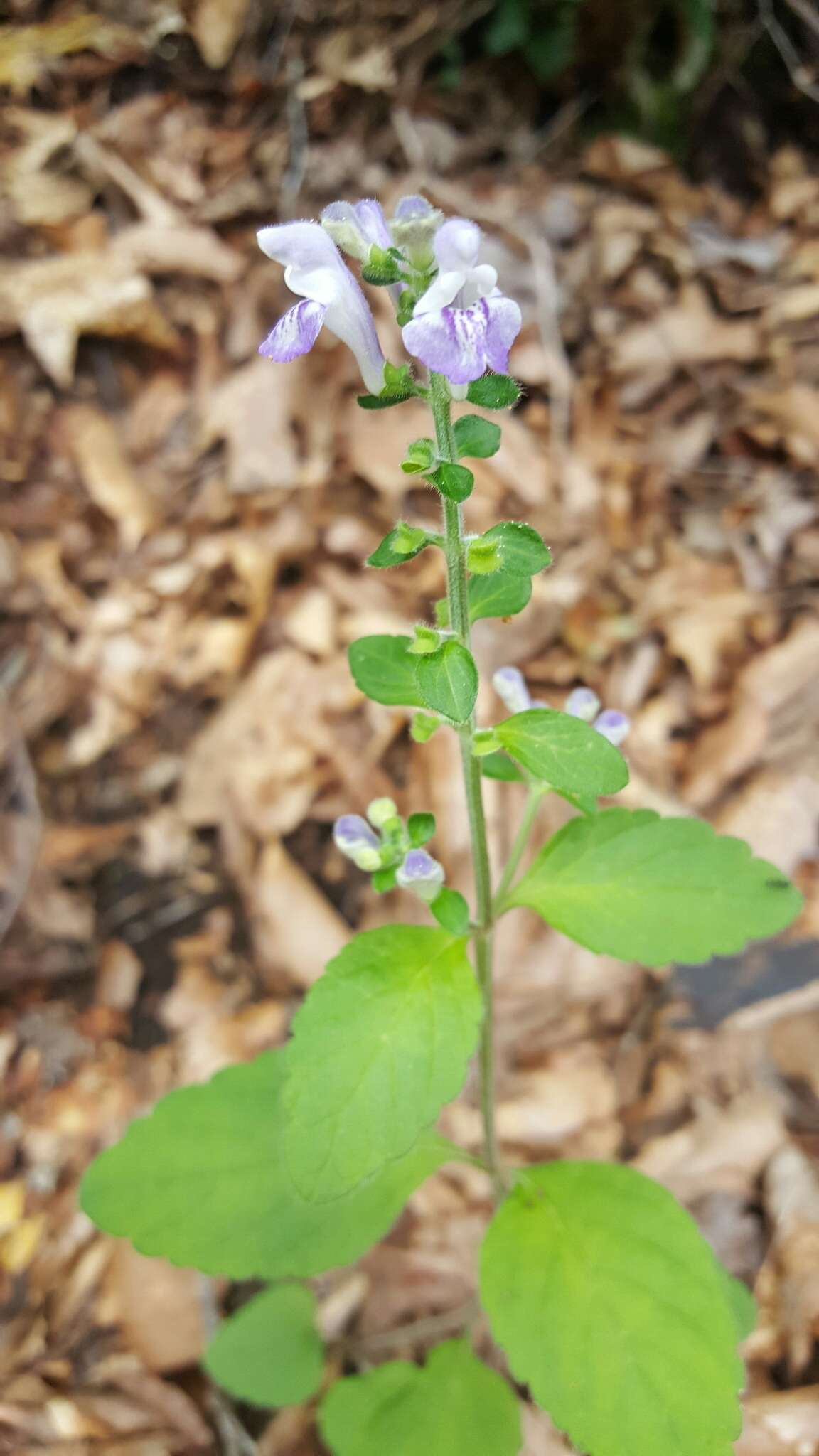 Image of hairy skullcap