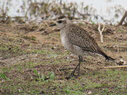 Image of American Golden Plover