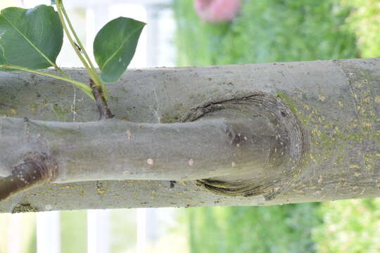 Plancia ëd Pyrus pyrifolia (Burm. fil.) Nakai