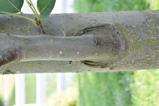 Plancia ëd Pyrus pyrifolia (Burm. fil.) Nakai