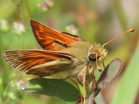 Слика од Hesperia lindseyi (W. Holland 1930)