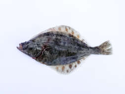 Image of Starry flounders