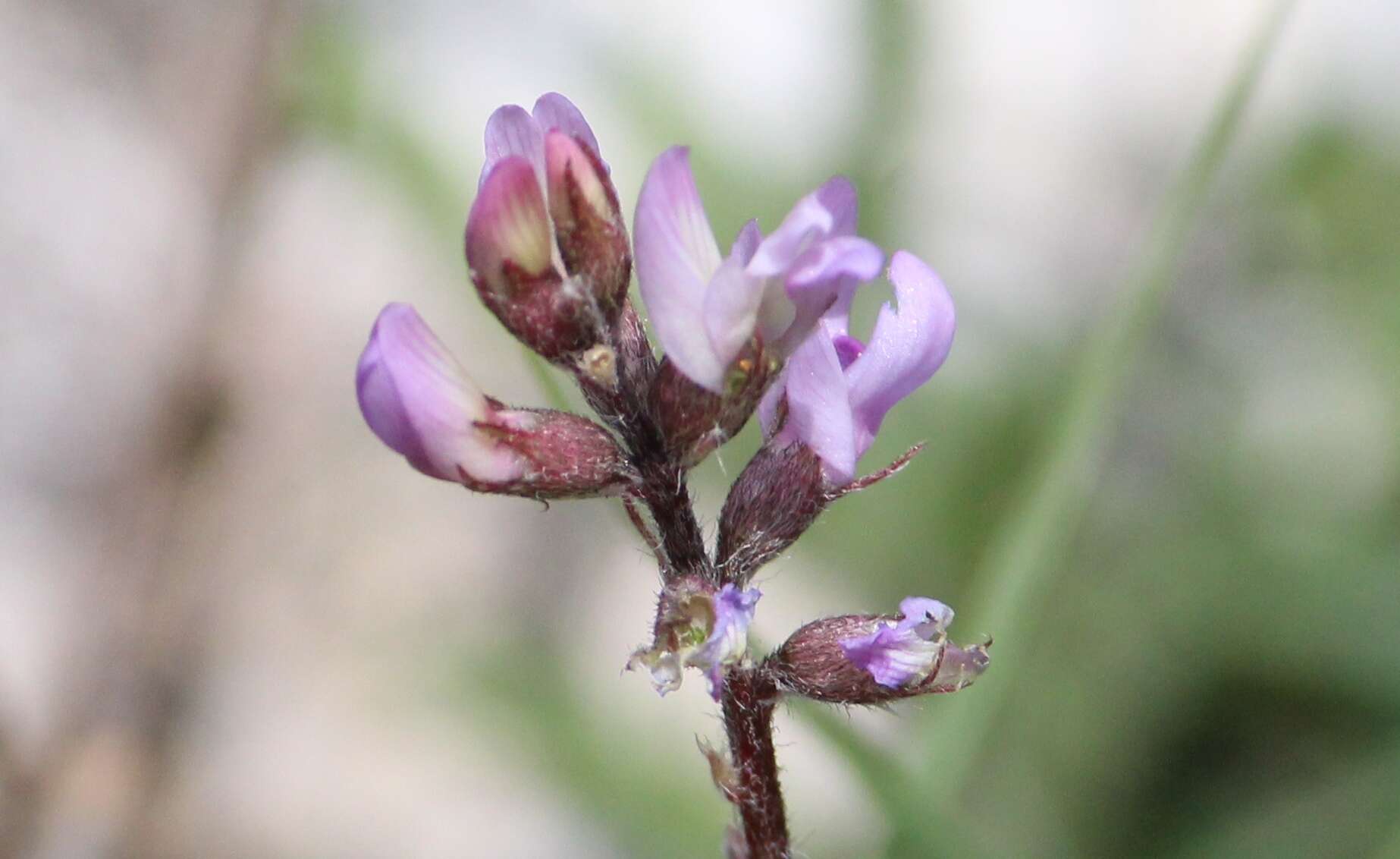 Sivun Astragalus hypoleucus Schau. kuva