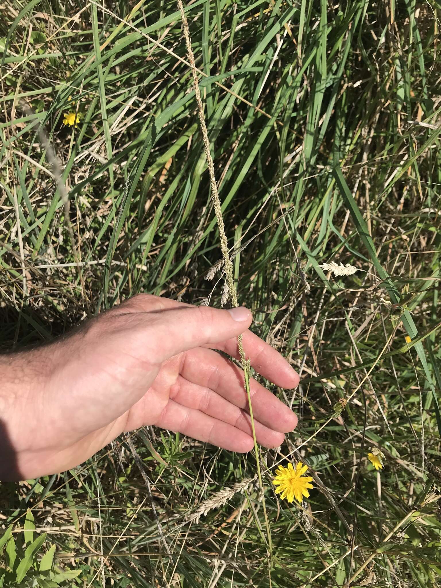 Image of rat-tail grass