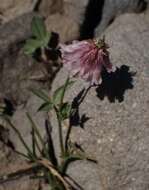 Image de Trifolium kingii subsp. productum (Greene) D. Heller