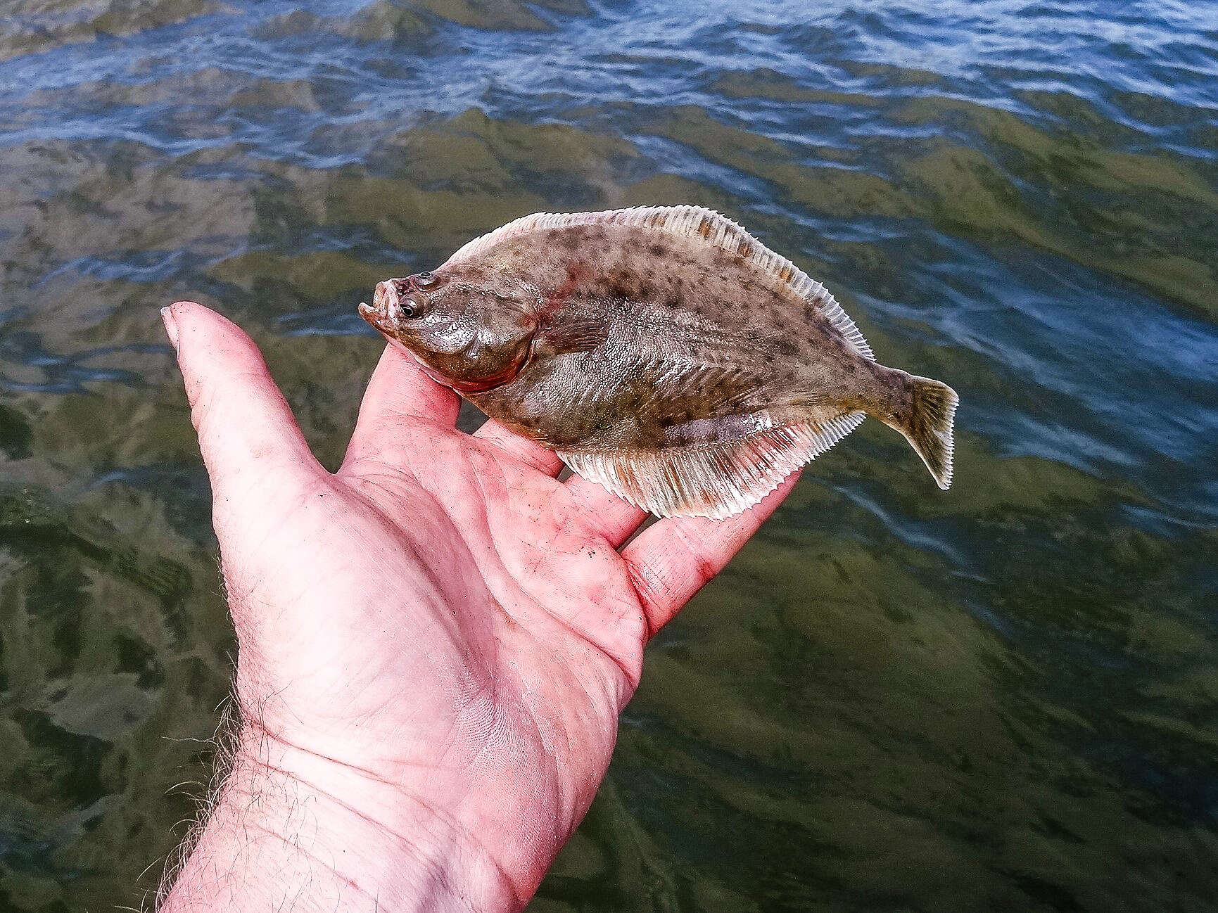 Image of Starry flounders