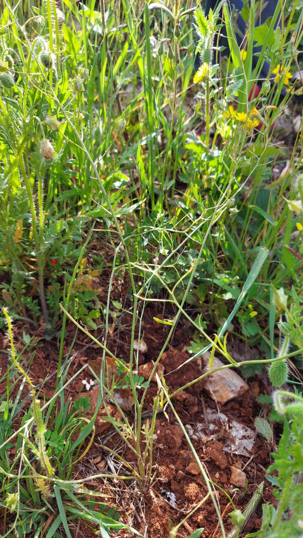 Image of crested wartycabbage