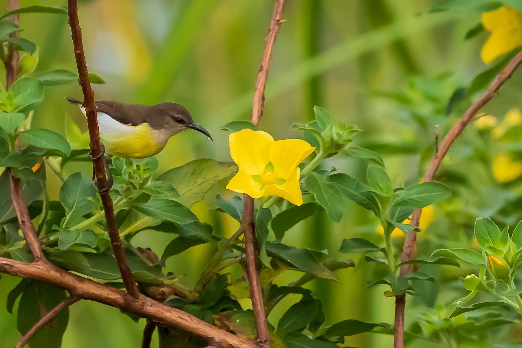 Image of Purple-rumped Sunbird