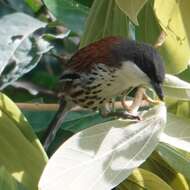 Image of Grey-crowned Crocias