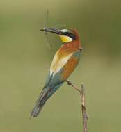 Image of bee-eater, european bee-eater