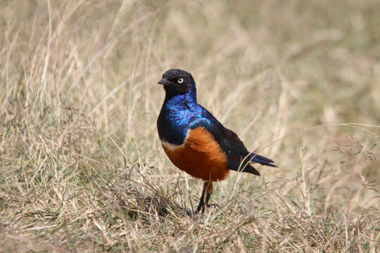 Image of Superb Starling