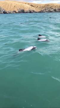 Image of South Island Hector's dolphin