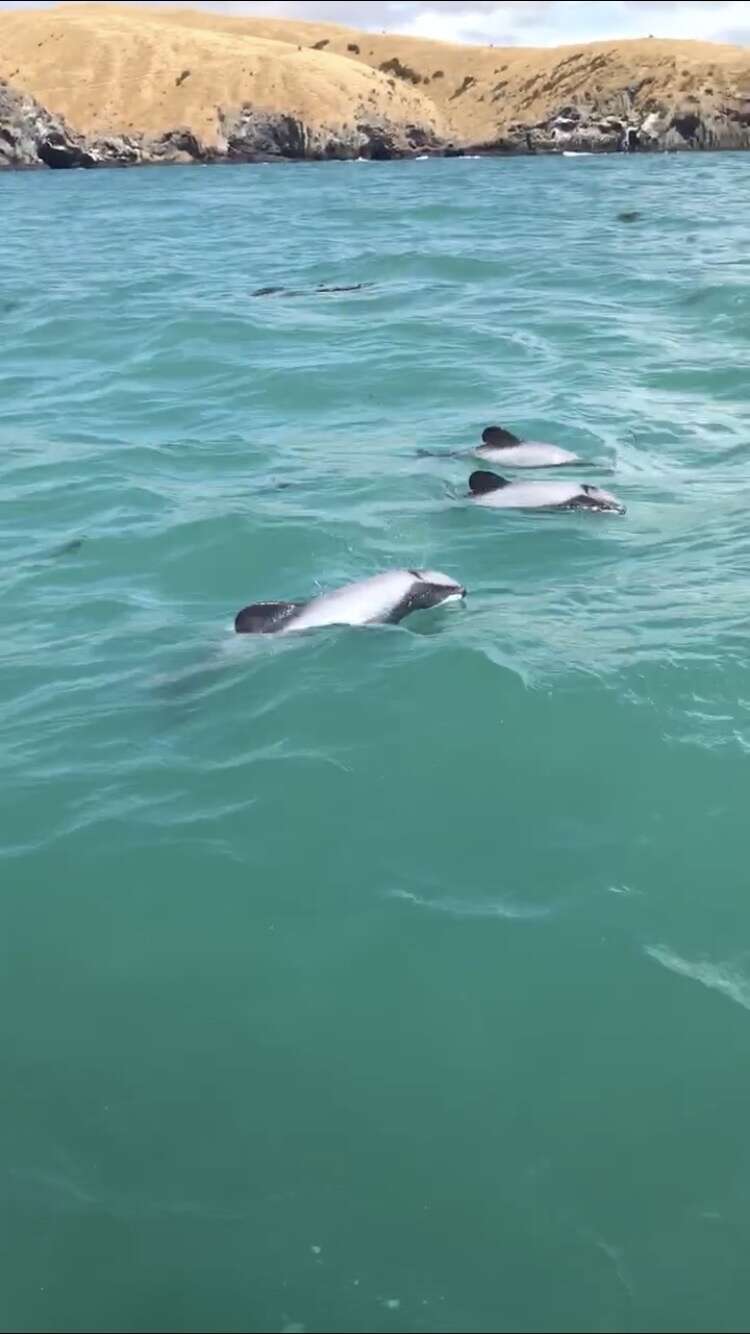 Image of South Island Hector's dolphin