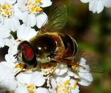 Image of Eristalis stipator Osten Sacken 1877