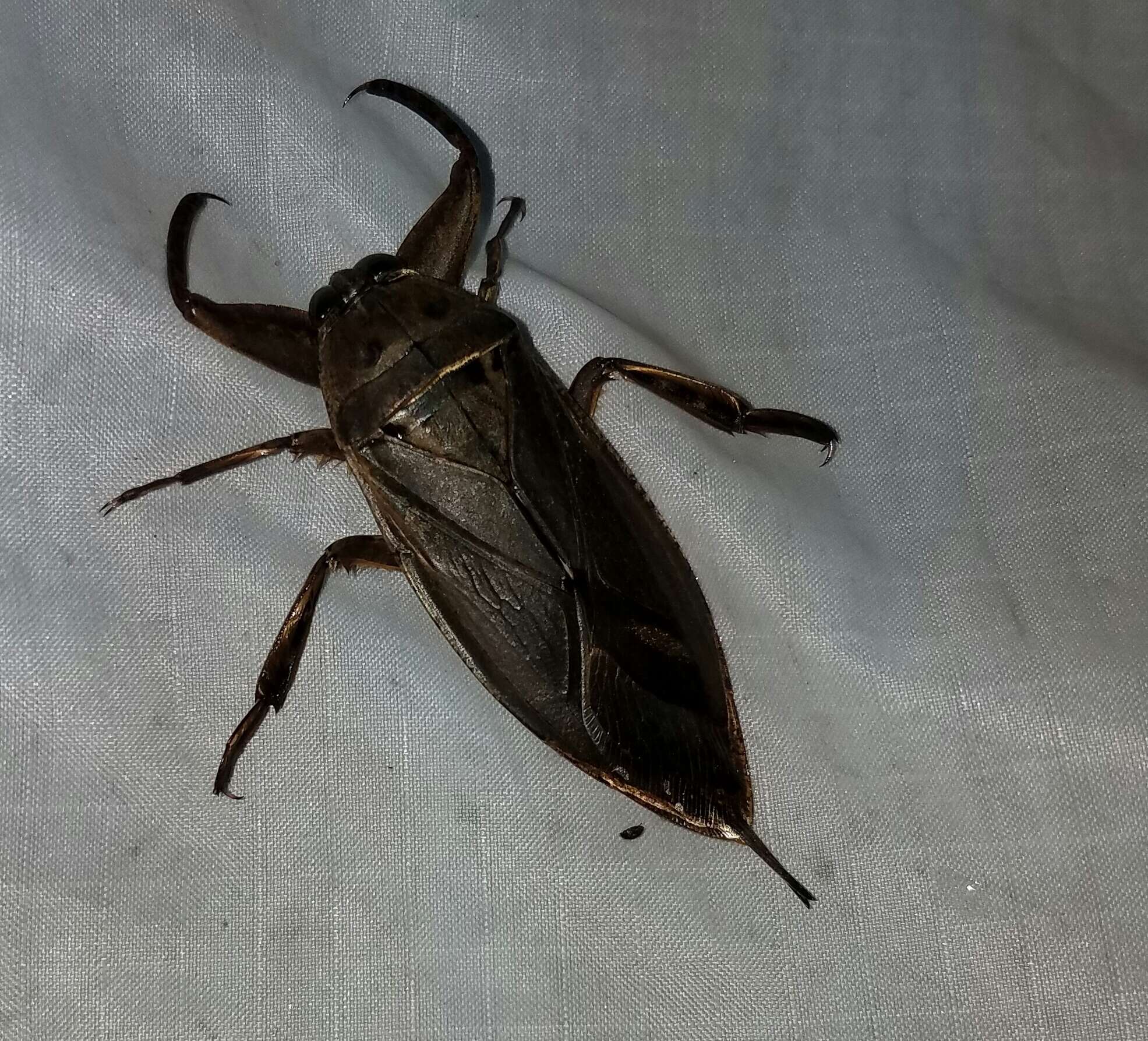 Image of Uhler's Water Bug