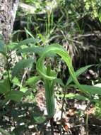 Слика од Arisaema triphyllum (L.) Schott