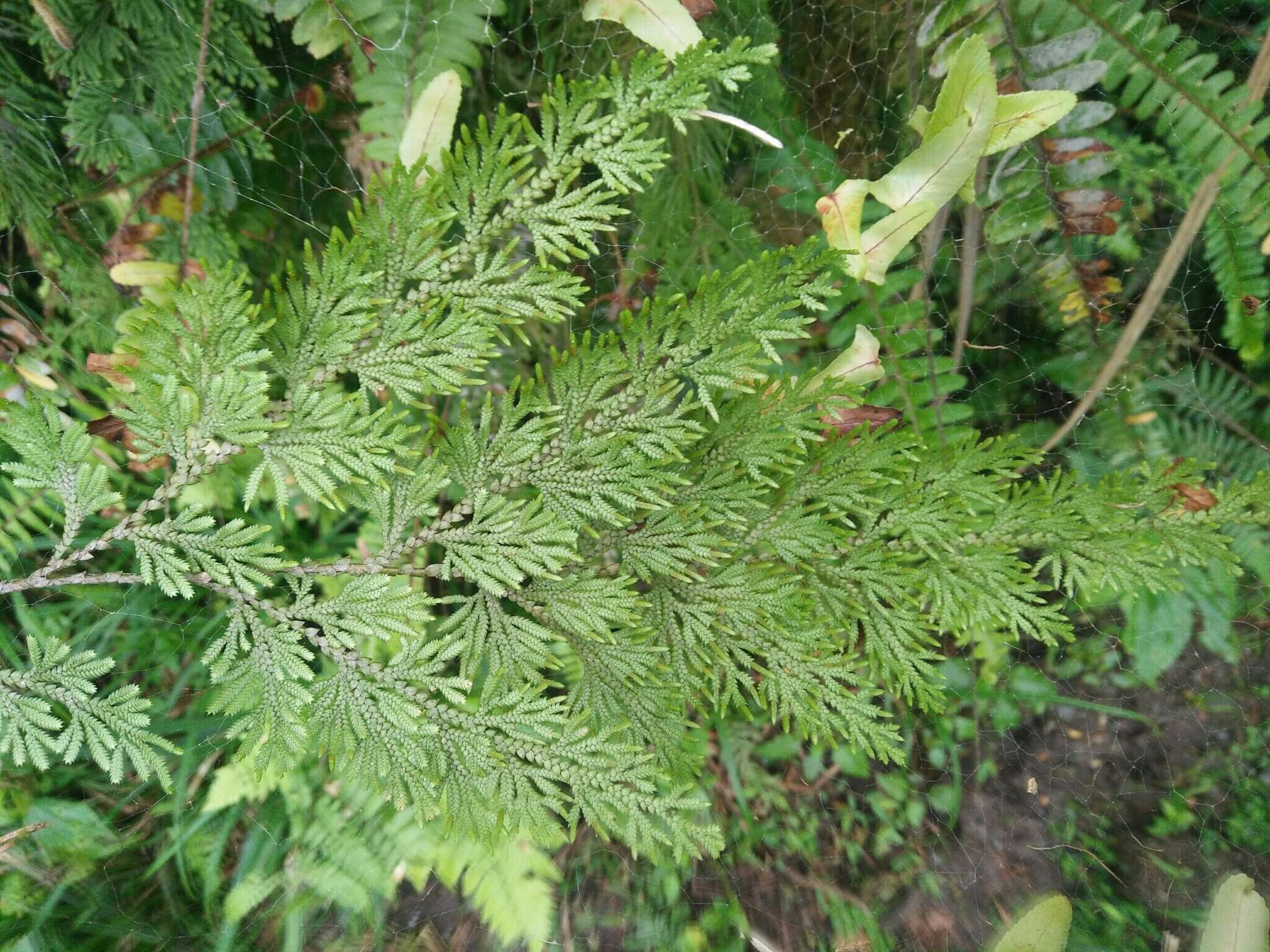 Image of medicinal spikemoss